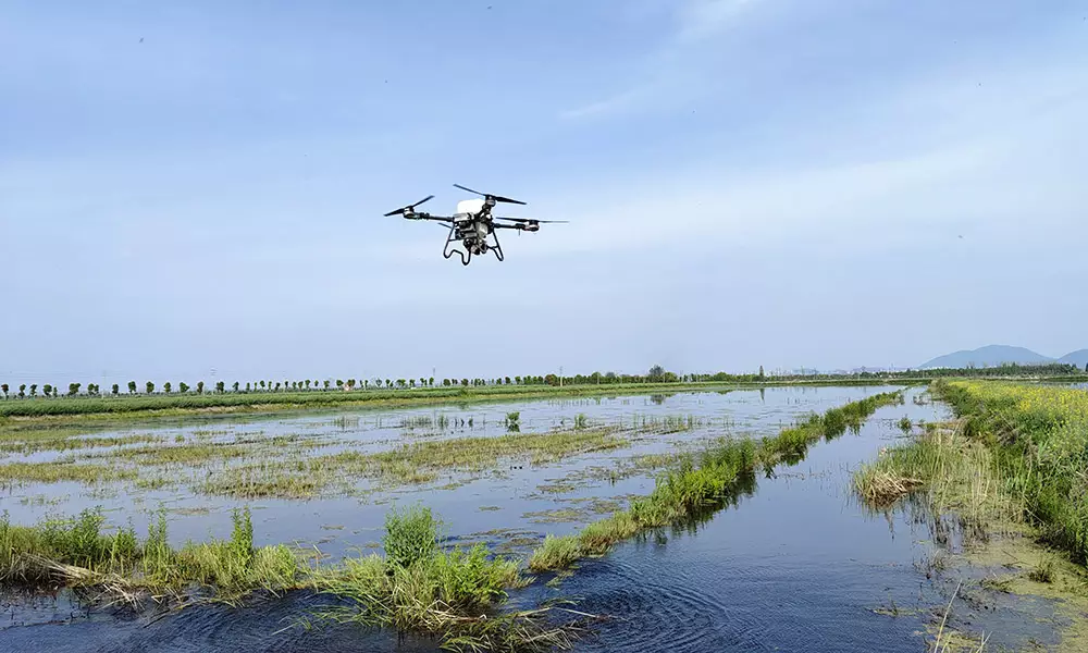 El avión no tripulado TopXGun sobrevuela los arrozales